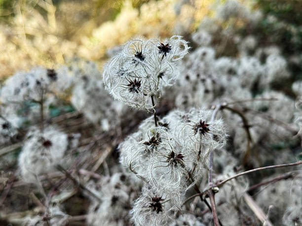 The seed heads of a plant commonly known as \