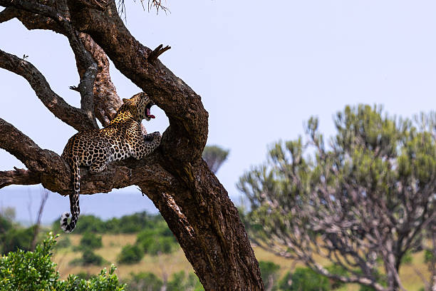 Leopard lies on branch looking for prey