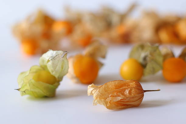 Physalis angulata fruit plant with many health benefits