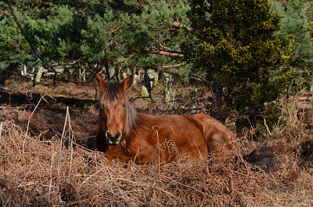 Two horses rolling in the dirt in a rural field surrounded by trees and fence.
