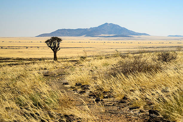Wide landscape with a quiver tree in the Namib-Naukluft National Park in Namibia