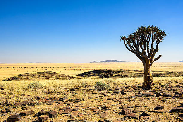 Dramatic sunset over Quiver Tree Forest in the Namibia.