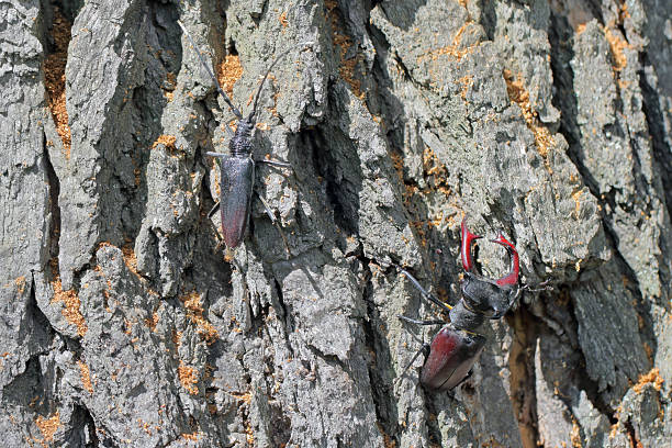 Two rare, protected, and endangered species of beetles. Stag Beetle, Lucanus cervus and Great capricorn beetle, Cerambyx cerdo. On the trunk of an old oak tree where the larvae of both developed.