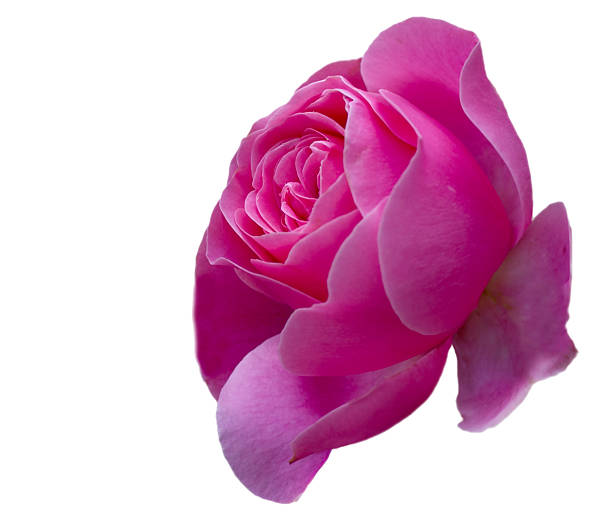 Rose  flower  on  a  white isolated background with clipping path. Closeup. For design. Nature.