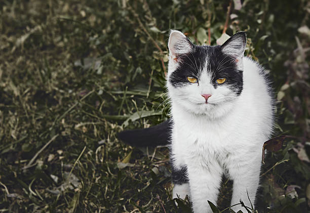 Black and white kitten with orange eyes among low green plants outdoors. Natural light and calm setting, ideal image for pet and nature themes