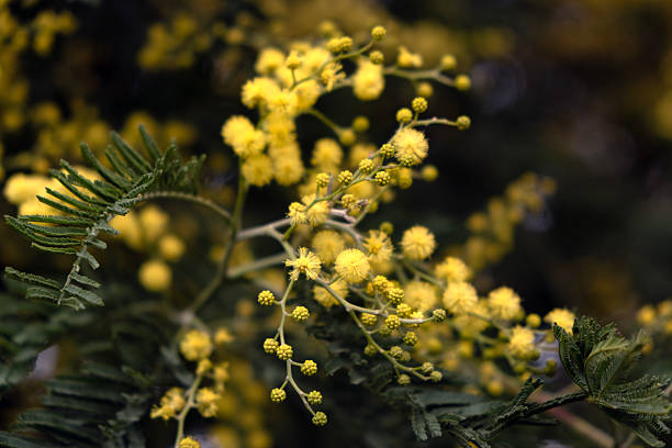 Blooming Mimosa tree with bright yellow flowers in spring