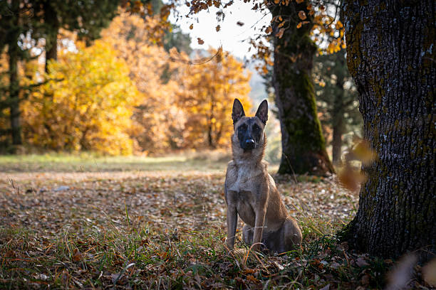An adult Belgian Malinois dog sits proudly and alert on a carpet of dry leaves in a woodland during the autumn season. Warm sunlight filters through the trees, highlighting the breed's characteristic fawn-mahogany coat and the vibrant yellow and orange foliage in the background.