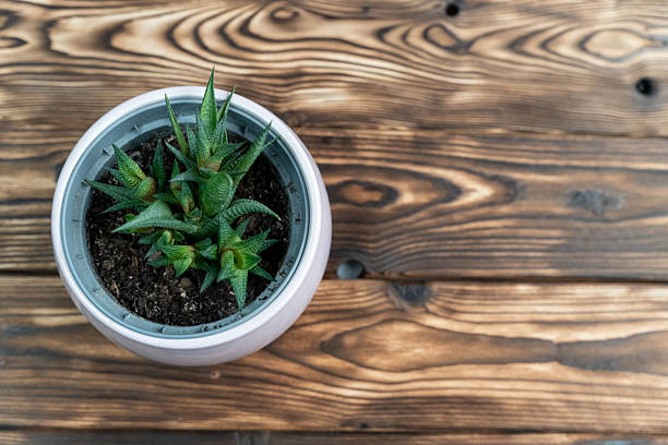 Green succulent in a white pot sits on a rustic wooden table, showcasing the natural grain and texture of the wood surface