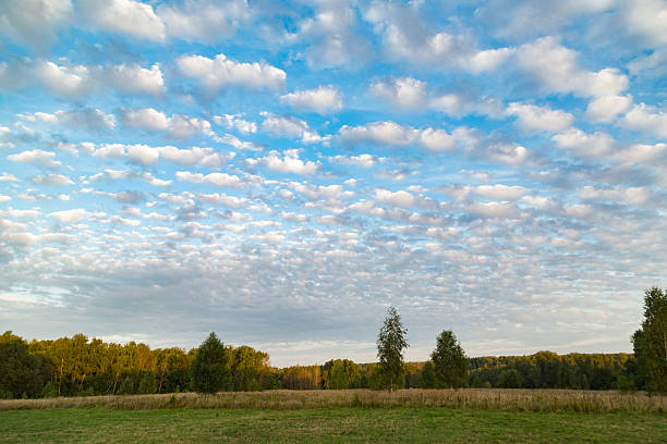Expansive field with lush green grass and scattered trees, set against a backdrop of a blue sky filled with fluffy cirrocumulus clouds. The trees vary in size and are spread across the landscape, with the sky dominating the upper portion of the scene. The natural setting suggests a peaceful, rural environment.