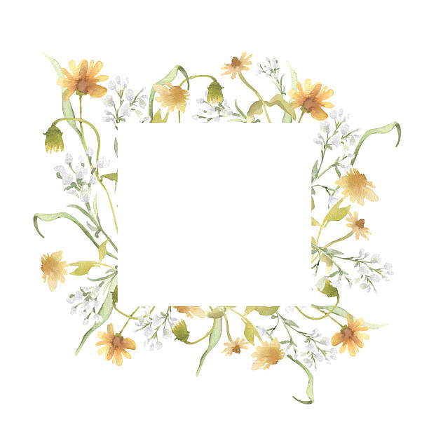 Wildflower square frame with yellow and white blossoms isolated on white. Soft watercolor meadow grass arrangement for invitation or greeting card template. Botanical blank neutral colors for you text
