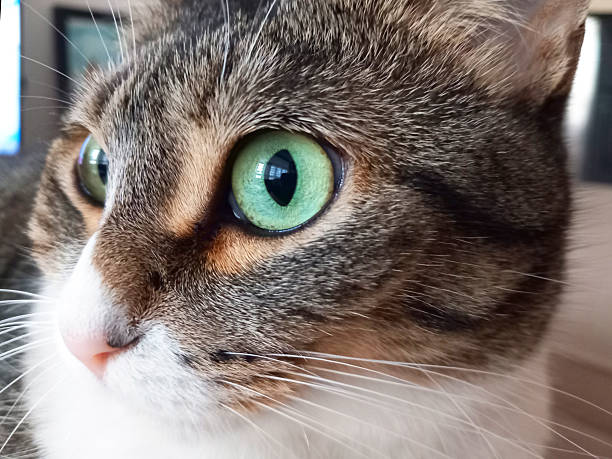 Close-up portrait of a pretty kitten (British shorthair). High resolution- 50 megapixels.