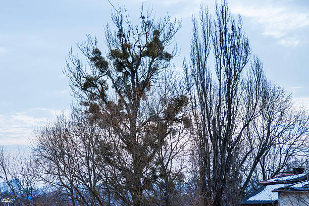 Large leafless tree infested with green mistletoe against a gloomy winter sky. High quality photo