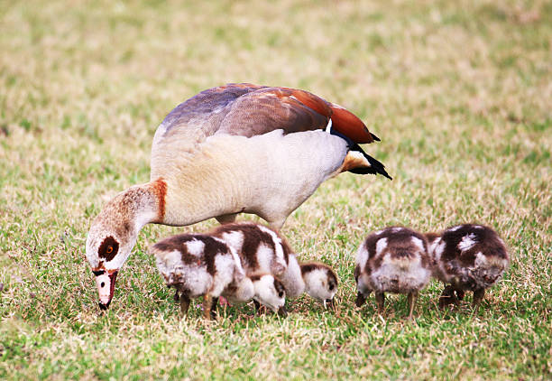 a female egyptian goose feeding in the grass