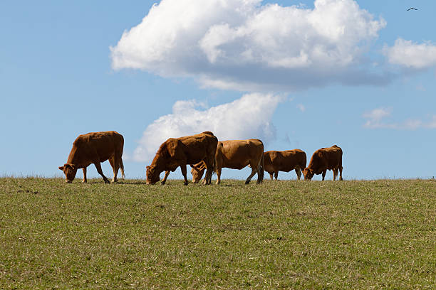 istock Herd of brown cows grazing peacefully on a grassy hill under a blue sky with clouds 2261656948