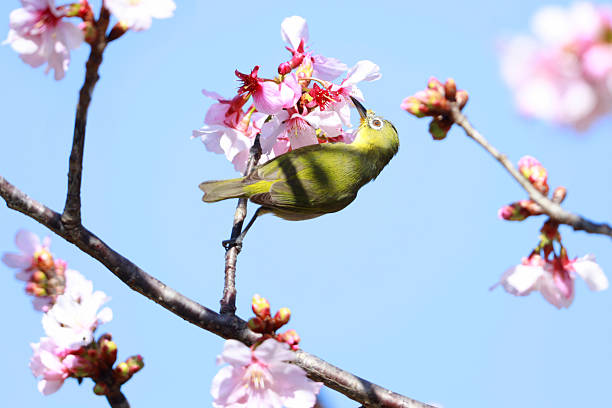 Swinhoe's White-eye