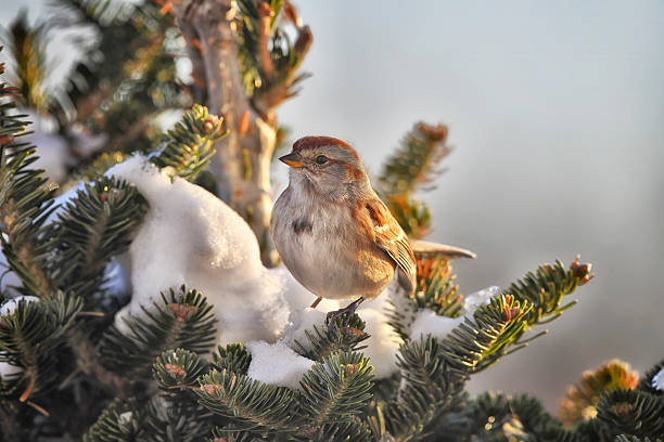 carolina wren bird standing on tree branch in snow