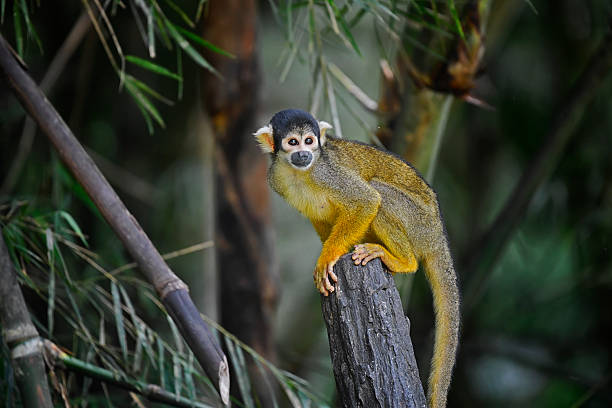 A small monkey, saimiri, sits on an iron pipe and stares intently