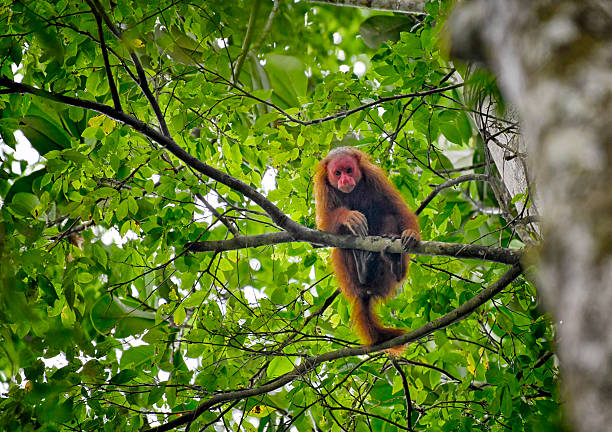 Perched cautiously on a sturdy branch, a wild Bald Uakari monkey surveys the rainforest around it, its striking red face contrasting sharply with its pale, almost white fur. This vulnerable species, native to the flooded forests of the Amazon, carries an expression both curious and intense, a living warning of its delicate conservation status. Its long limbs grip the branch with ease, tail balancing subtly as it moves with nimble precision through the dense canopy.The Bald Uakari relies on fruits, seeds, and occasionally small insects, navigating a labyrinth of vines and branches in a habitat rich with green shadows and filtered light. In this quiet moment, the monkey embodies both the vibrant life and fragility of the Amazon jungle, a vivid reminder of the intricate web of species that depends on these threatened forests.