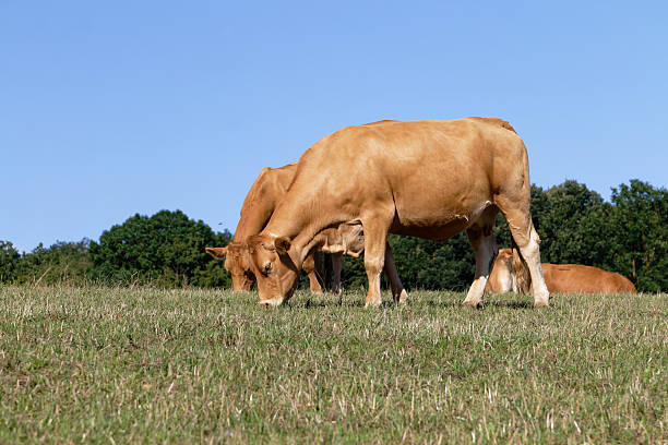 Cows are grazing on a meadow in North Of Turkey
