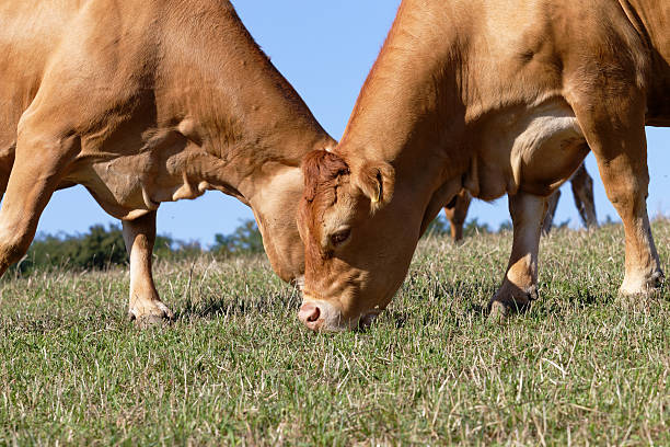Herd of black angus cattle on the move in a field of tall grass in Connecticut's rural Litchfield County, spring