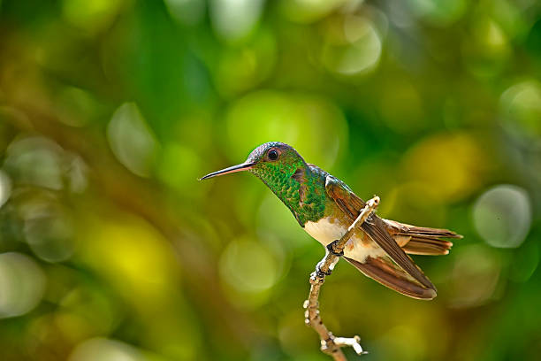 A Snowy-bellied Hummingbird perches lightly on a slender rainforest branch, its tiny body glowing against the deep emerald canopy. The male’s brilliant violet-blue throat shimmers in shifting light, while his crisp white belly flashes like a drop of sunlight against the shadows. Though small, the Snowy-bellied Hummingbird carries a bold presence, often defending flowering shrubs in humid lowland forests from Costa Rica to western Panama. Between rapid, whirring flights and sharp, high calls, it pauses in stillness—tail slightly cocked, dark eyes alert—resting only briefly before darting off again in a blur of iridescence and motion.