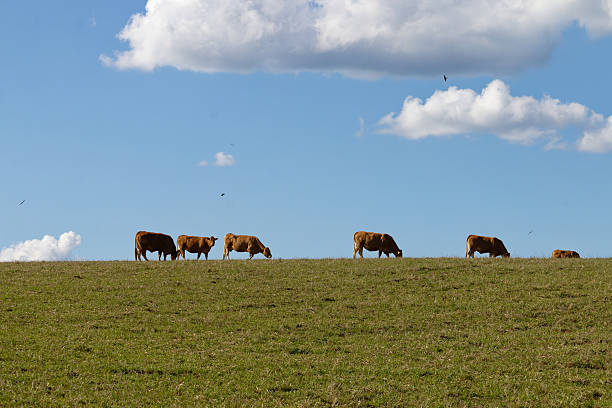 istock Brown cows grazing peacefully on a grassy hill under a bright blue sky with clouds 2261658125