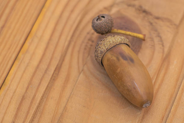 Acorn on Wooden Surface - Autumn Nature Close Up.