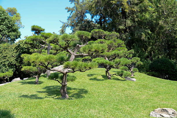 Typical Japanese garden landscape with black pines
