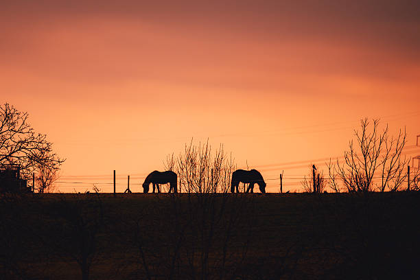 Two horses grazing on a ridge at dusk, silhouetted against a warm orange sky with leafless trees and rural landscape elements in the foreground.
