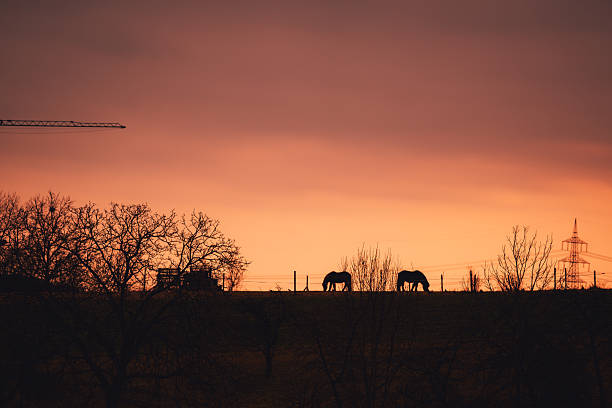 Silhouettes of two horses grazing on a hilltop against a dramatic orange sunset sky, with bare trees and rural fencing creating a peaceful countryside scene.