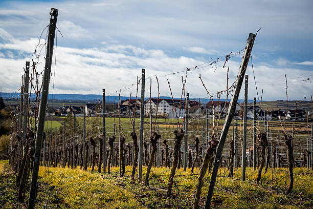 Vineyard in winter, Ribeiro winemaking area ,Ourense province, Galicia, Spain.