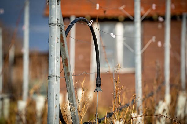Detailed view of vineyard metal posts, wires, and irrigation components surrounded by dry vegetation, emphasizing agricultural technology and crop management.