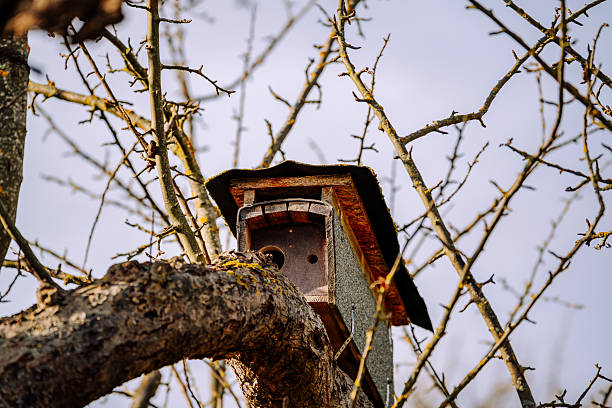 Rustic wooden birdhouse attached to a tree branch among bare twigs, representing wildlife support, conservation, and natural habitats.