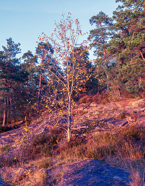 Orange autumn trees illuminated by low sunset light with water shimmering behind. Warm seasonal landscape with glowing foliage and soft sky.