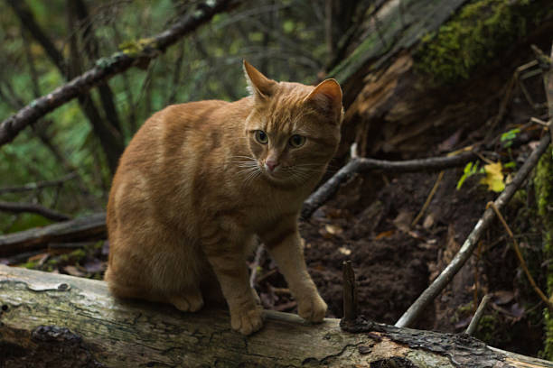 Photo of the Photo of the orange (probably) stray cat sits on the tree trunk in the forest in the forest
