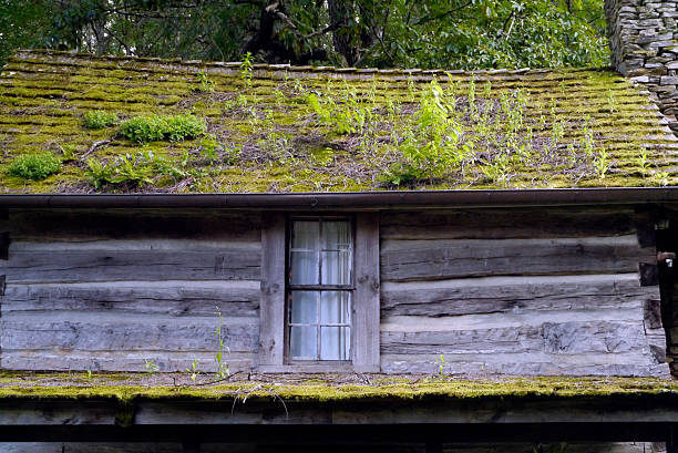 An old cabin's roof and gutter supports an entire ecosystem; separated only by a narrow window.