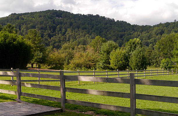 Dappled sun shines bright enough to make the pasture glow. North Carolina 2025
