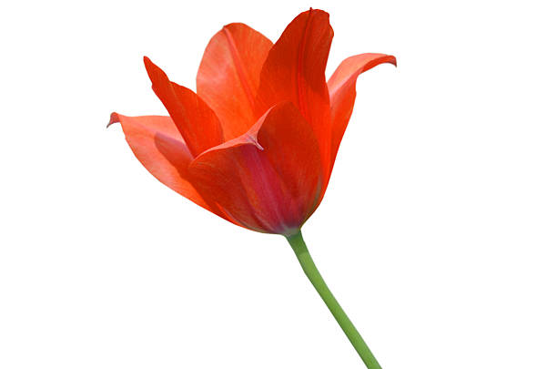 Branch of red tulip flower isolated white