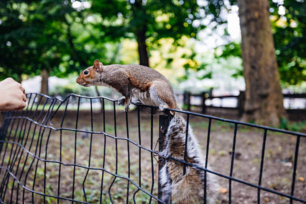 Squirrel on a black metal fence in Central Park New York City, reaching for food from a person's outstretched hand, showcasing an urban wildlife interaction and a city park lifestyle moment