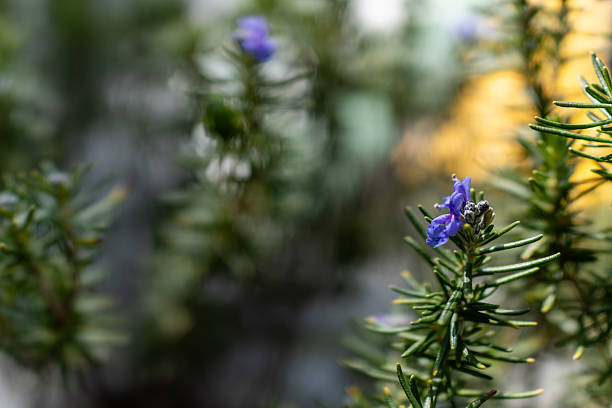 Rosemary Blue Flowers with Green Bokeh Background