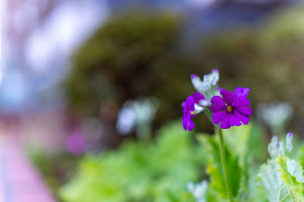 Purple Primula (Primrose) Flower with Soft Bokeh Background