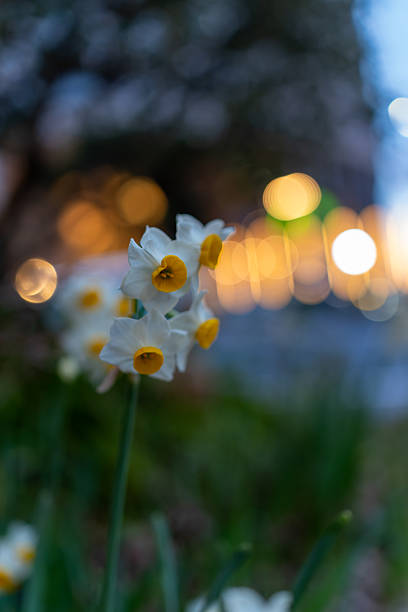 Daffodils in Bloom, Soft Bokeh Background from Winter to Early Spring