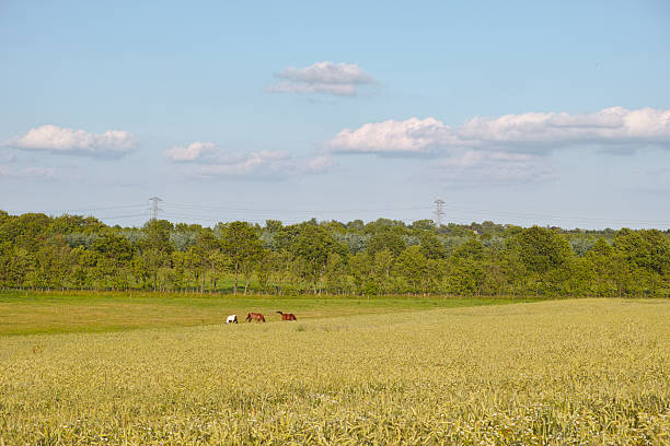 A calming Danish countryside scene featuring lush green open fields and grazing horses. The distant trees and clear blue skies evoke a sense of serenity and rural life, perfect for nature enthusiasts.