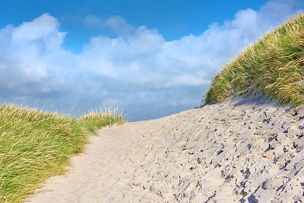 Idyllic scene of a sandy trail winding through dunes overgrown with beach grass (Ammophila arenaria), under a vibrant blue sky with gentle clouds. A tranquil representation of coastal landscapes and summer adventures.