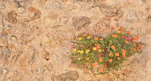 A picturesque setting showcasing vibrant Portulaca (Portulaca grandiflora) flowers in a terra-cotta pot, secured on a rustic stone wall. Captured in Mallorca, this image embodies a tranquil Mediterranean ambiance.