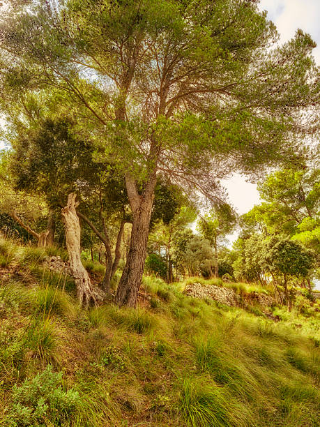 A serene forest scene featuring majestic Pinus species and Quercus trees gracing a gently sloping hillside with vibrant green grasses. The tranquil setting evokes a peaceful and refreshing natural ambiance.