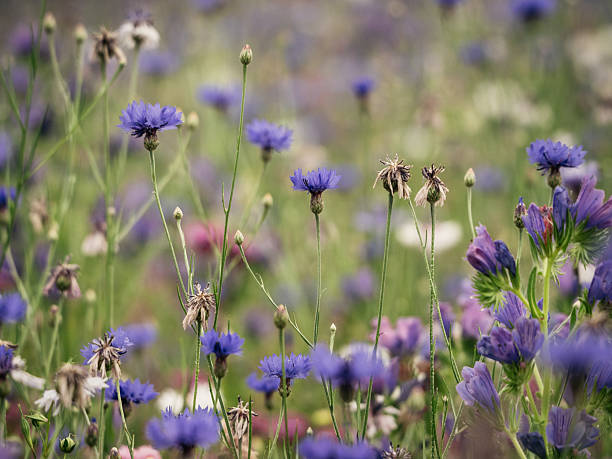 Blue cornflowers at different stages of bloom in a colorful wildflower meadow. Shallow depth of field with soft blurred background creates a layered botanical summer scene.
