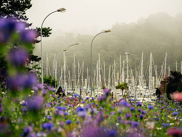 Colorful wildflowers in soft focus in the foreground with sailboats and marina masts in the background in Brittany, France. Misty sky and calm harbor create a layered coastal landscape.