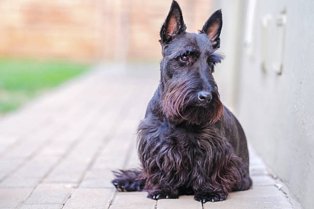 Black Scottish Terrier sitting on a paved backyard pathway, captured in a close portrait with a soft background bokeh. The attentive, well-groomed terrier displays a wiry coat, distinctive beard and upright ears, conveying curiosity and loyalty in a calm outdoor home setting.