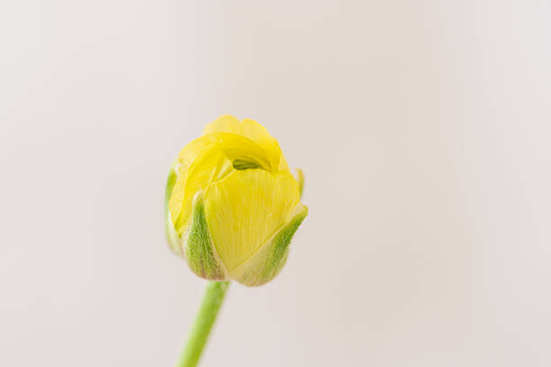 Ranunculus buds were photographed indoors against a white background to make them easier to use in designs.